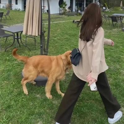 球舞青春